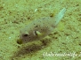 Schwarzflecken-Kugelfisch (Arothron nigropunctatus) Indopazifik
