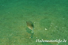 Schwarzflecken-Kugelfisch_adult-Thailand-2017-002