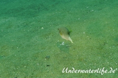 Schwarzflecken-Kugelfisch_adult-Thailand-2017-003