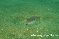 Schwarzflecken-Kugelfisch_adult-Thailand-2017-005