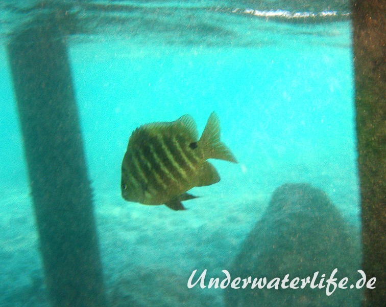 Schwarzpunkt-Sergant_adult-Marsa alam-2012-1