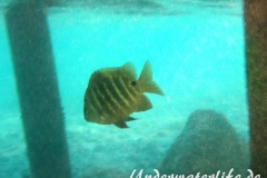 Schwarzpunkt-Sergant_adult-Marsa alam-2012-1