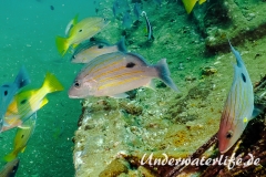 Schwarzpunktschnapper_adult-Thailand-2017-001