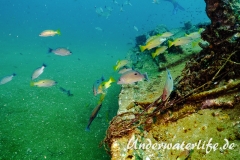 Schwarzpunktschnapper_adult-Thailand-2017-007