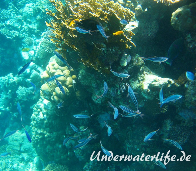 Schwarzstreifen-Fuesilier_adult-Marsa alam-2012-1