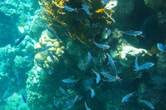 Schwarzstreifen-Fuesilier_adult-Marsa alam-2012-1