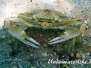 Schwimmkrabbe (Callinectes sapidus)
