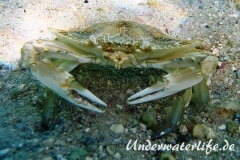 Schwimmkrabe_adult-Karibik-2014-001
