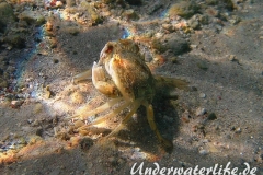 Schwimmkrabe_adult-Karibik-2014-002
