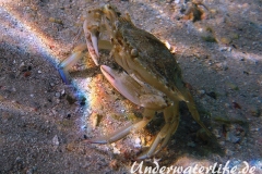 Schwimmkrabe_adult-Karibik-2014-003