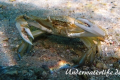 Schwimmkrabe_adult-Karibik-2014-004