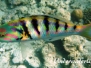 Sechsstreifen-Junker (Thalassoma hardwicke)