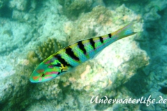 Sechsstreifen-Junker_adult-Malediven-2013-03