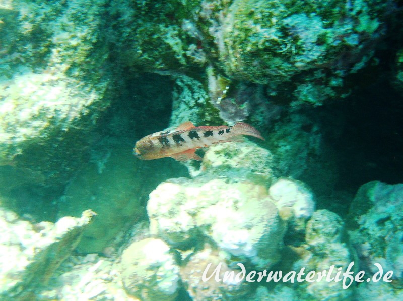 Sechsstreifen-Zackenbarsch_adult-Marsa alam-2012-1