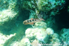 Sechsstreifen-Zackenbarsch_adult-Marsa alam-2012-1