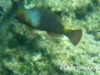 Seepapagei (Sparisoma cretense)