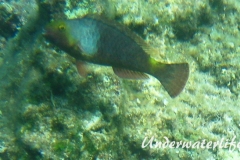 Seepapagei_adult-Dubrovnik-2015-001