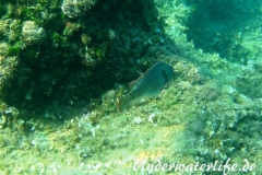 Seepapagei_adult-Dubrovnik-2015-005