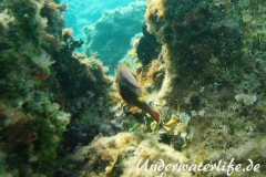Seepapagei_adult-Dubrovnik-2015-008