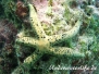 Seestern (Tamaria megaloplax)