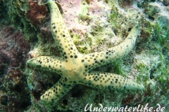 Tamaria megaloplax_adult-Malediven-2013-001