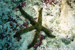 Tamaria megaloplax_adult-Malediven-2013-002
