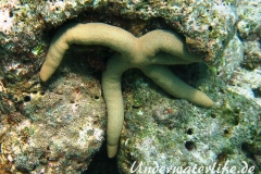 Tamaria megaloplax_adult-Malediven-2013-003
