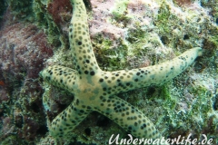 Tamaria megaloplax_adult-Malediven-2013-004