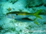  Seitenfleck-Meerbarbe (Mulloidichtys flavolineatus) Comments: