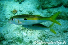 Seitenfleck-Meerbarbe_adult-Marsa alam-2012-1