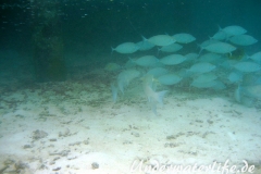 Schuhl-Kaninchenfisch_adult-Malediven-2013-04