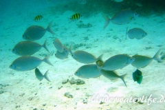 Schuhl-Kaninchenfisch_adult-Malediven-2013-07