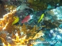 Silberfleck-Husar (Sargocentron caudimaculatum)