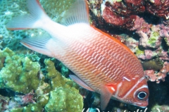 Silberfleck-Husar_adult-Malediven-2013-01