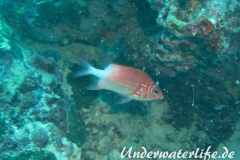 Silberfleck-Husar_adult-Malediven-2013-02