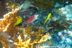 Silberfleck-Husar_adult-Marsa alam-2012-1