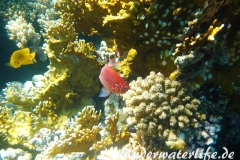 Silberfleck-Husar_adult-Marsa alam-2012-2