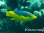 Spanischer Schweinslippfisch (Bodianus rufus)