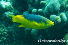 Spanischer Schweinslippfisch_adult-Karibik-2014-001