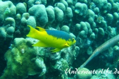 Spanischer Schweinslippfisch_adult-Karibik-2014-002