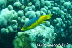 Spanischer Schweinslippfisch_adult-Karibik-2014-003