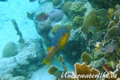 Spanischer Schweinslippfisch_adult-Karibik-2014-004