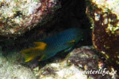 Spanischer Schweinslippfisch_adult-Karibik-2014-005