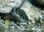 Spitzbrasse (Diplodus puntazzo)