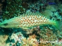  Spitzkpopf-Zackenbarsch (Anyperodum leucogrammicus)
