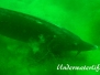 Sterlet (Acipenser ruthenus)