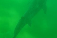 Stoer-Diez-2014-002