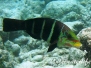 Streifen-Bannerlippfisch (Hemigymnus fasciatus)