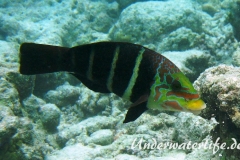 Streifen-Bannerlippfisch_adult-Malediven-2013-01