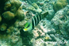 Streifen-Bannerlippfisch_adult-Malediven-2013-02